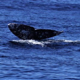 Whale Tail