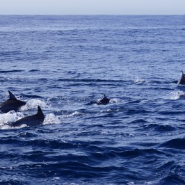 Dolphins