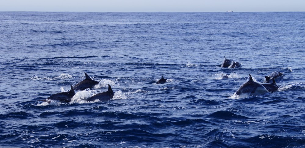 Common dolphin pod breaching in San Diego Bay on whale watching tour