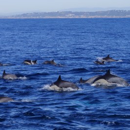 Common Dolphins and Point Loma
