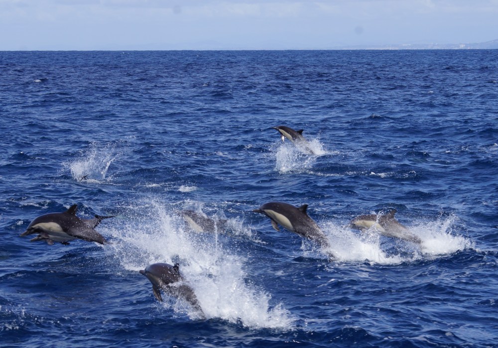 Group of dolphins jumping out of the ocean water.