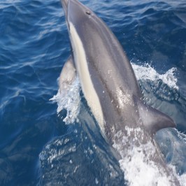 a dolphin jumping out of the water