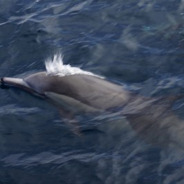 a bird swimming in water