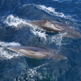 Dolphins