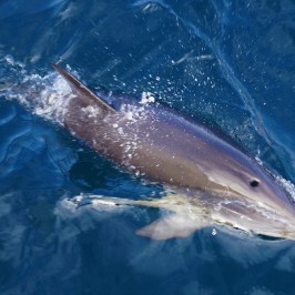 a fish swimming under water