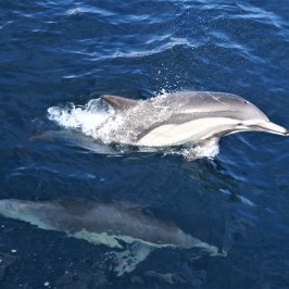 a dolphin swimming in a body of water