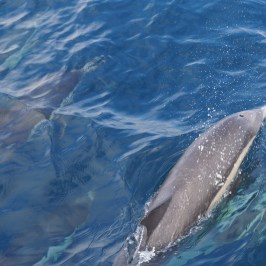 an animal swimming in the water