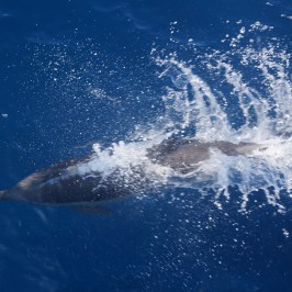 a man riding a wave on top of a body of water