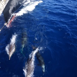 water next to the ocean