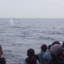 a group of people looking at a body of water