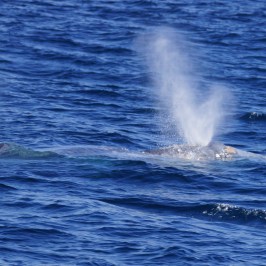 a whale jumping out of the water