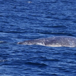 Gray Whale Cow & Calf
