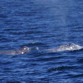 Gray Whale Cow & Calf