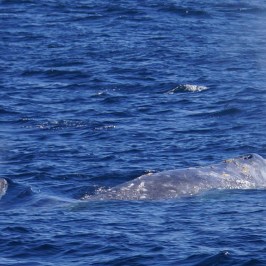 Gray Whale Mom and Baby