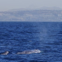 Gray Whale female and baby