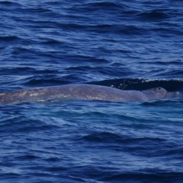 Baby Gray Whale