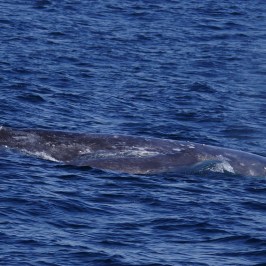 Baby Gray Whale