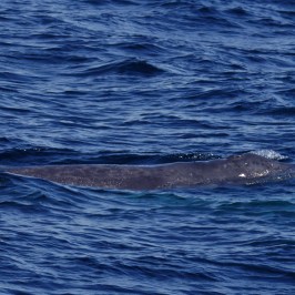 Baby Gray Whale