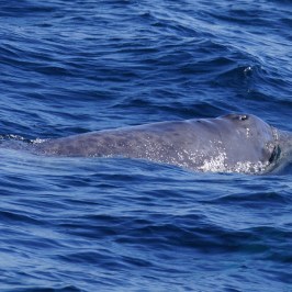 Baby Gray Whale