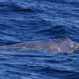 a whale swimming under water