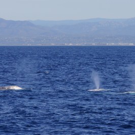 Three Gray Whales