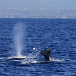 Gray Whale Blow & tail