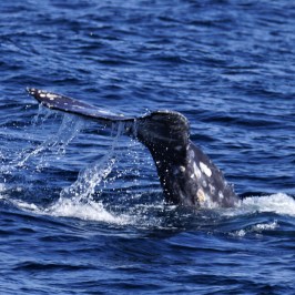 a whale jumping out of the water