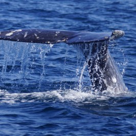 a whale swimming under water