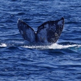 a whale jumping out of the water