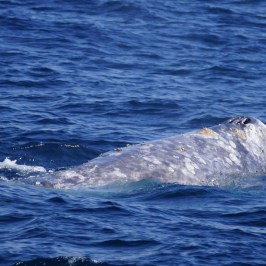 a whale jumping out of the water