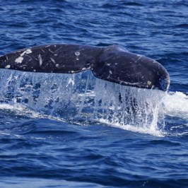 a whale jumping out of the water