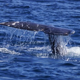 a whale jumping out of the water