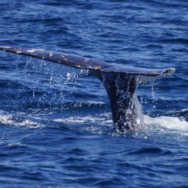 a whale jumping out of the water