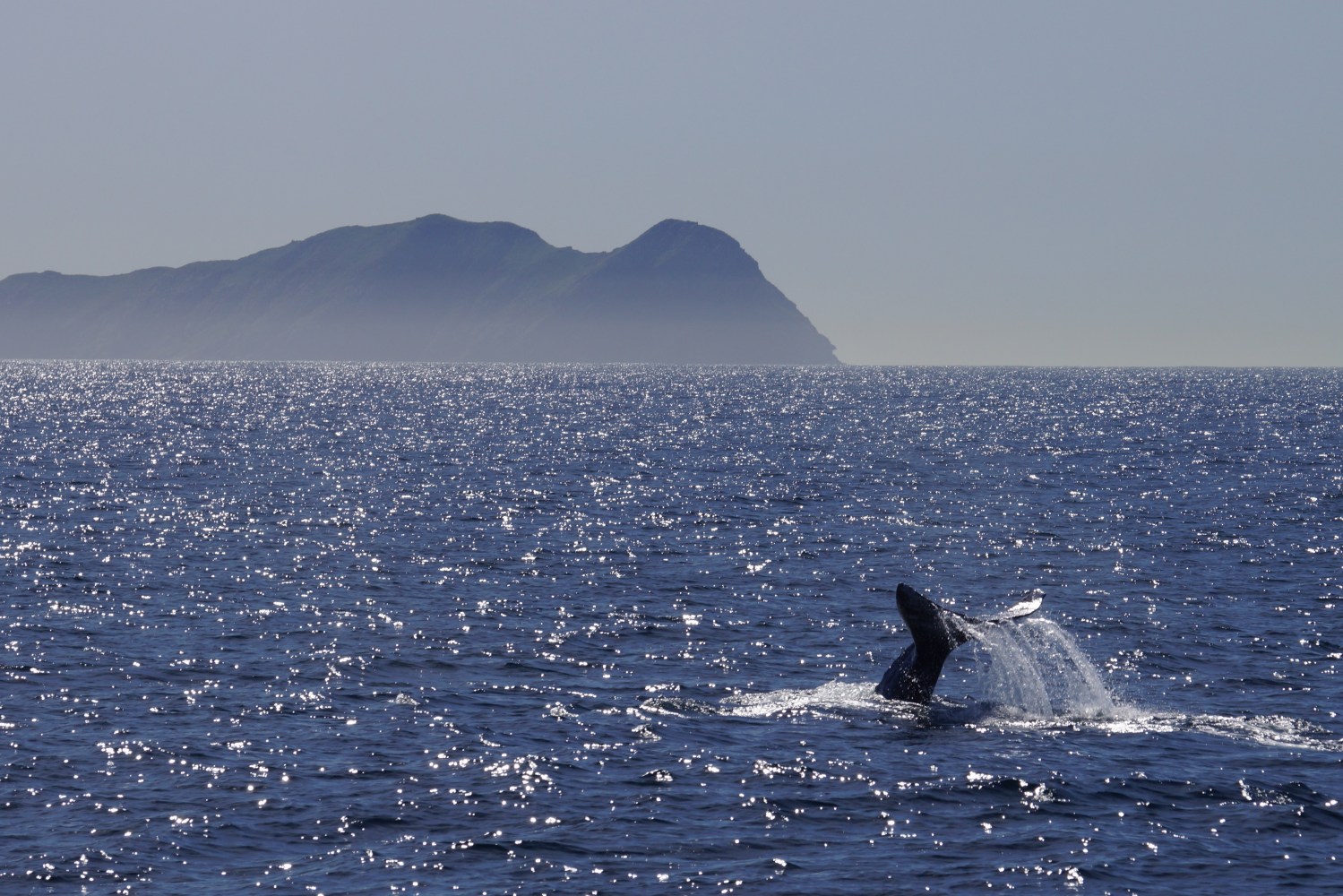 san diego whale sighting january