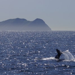 san diego whale sighting january
