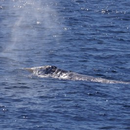 an animal swimming in the water