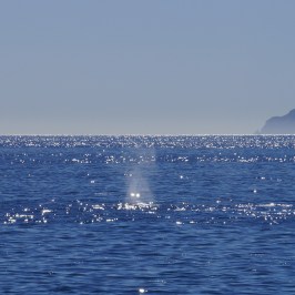 a large body of water