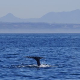 a whale jumping out of the water