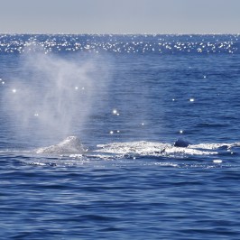 a whale jumping out of the water