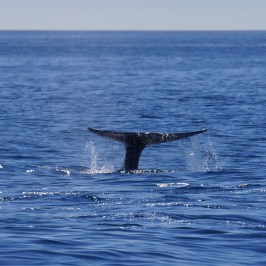 a whale swimming in a body of water