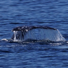 a whale swimming under water