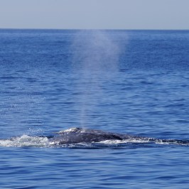 a whale jumping out of the water