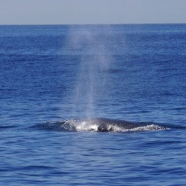 a whale jumping out of a body of water