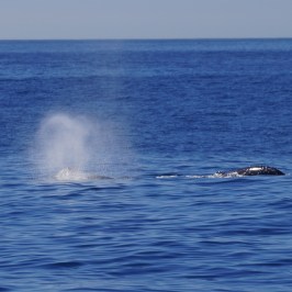 a plane flying over a body of water