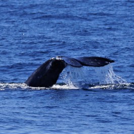 a whale swimming under water