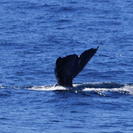 a whale swimming in the water