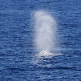 a whale jumping out of the water