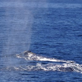 a whale jumping out of the water