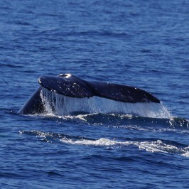 a whale jumping out of the water