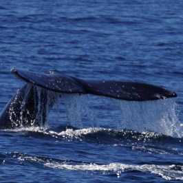 a whale jumping out of the water